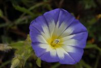 2003-04-15-001-Chillean-bell-flower
