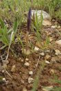 2003-04-18-040-Iris-reticulata-leaves