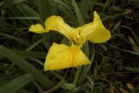 2003-04-19-018-Iris-yellow