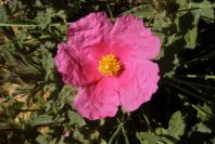 2004-04-07-006-Cistus-dark-pink