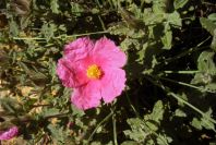 2004-04-07-007-Cistus-dark-pink