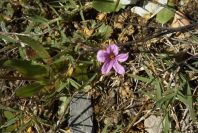 2004-04-07-019-Geranium