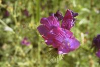 2004-04-07-036-Borage