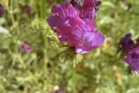 2004-04-07-037-Borage