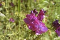 2004-04-07-038-Borage