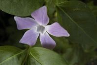 2004-04-08-009-Vinca