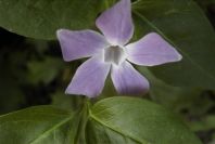 2004-04-08-010-Vinca