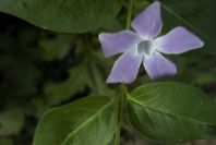 2004-04-08-011-Vinca