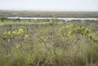 2004-04-08-012-Salt-marshes