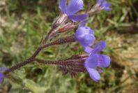 2004-04-08-021-Anchusa