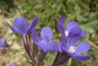 2004-04-08-022-Anchusa