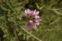 2004-04-08-024-Geranium