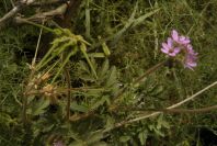 2004-04-08-025-Geranium