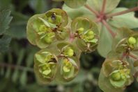 2004-04-08-031-Euphorbia