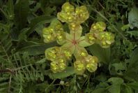 2004-04-08-032-Euphorbia