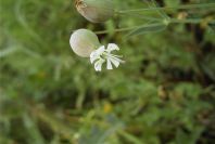 2004-04-08-034-Campion-white