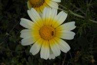 2004-04-08-036-Chrysanthemum-coronarium