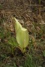 2004-04-08-042-Arum