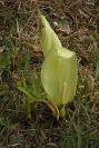 2004-04-08-043-Arum