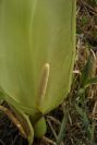 2004-04-08-044-Arum