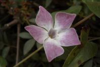 2004-04-08-045-Vinca