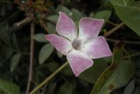 2004-04-08-046-Vinca