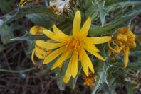 2004-04-11-004-Thistle-yellow-daisy