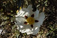 2004-04-12-007-Cistus