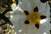 2004-04-12-008-Cistus