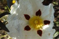 2004-04-12-009-Cistus