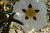 2004-04-12-010-Cistus