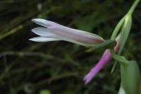 2004-04-15-017-Gladiolus-white