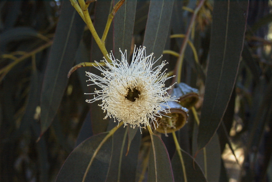 2005-02-15-020-Eucalyptus