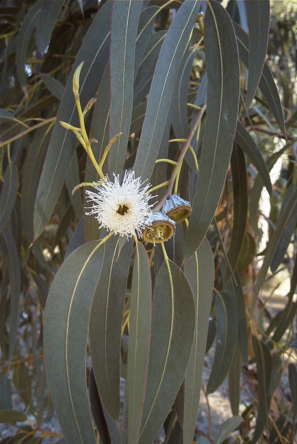 2005-02-15-021-Eucalyptus