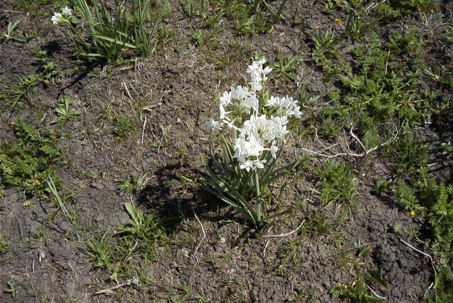 2005-03-29-031-Narcissus-tazetta
