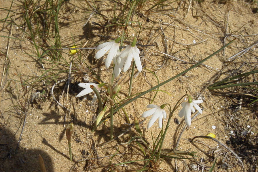 2005-04-04-043-Leucojum-trichophyllum