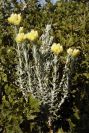 2008-03-23-194-Helichrysum-stoechas