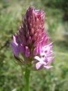 2008-03-28-053-Pyramid-orchid
