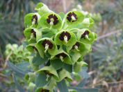 2009-02-15-018-Euphorbia