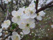 2009-02-16-023-Unknown-blossom