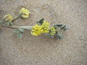 2009-02-21-005-Unknown-Yellow