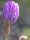 2009-04-17-009-Chicory