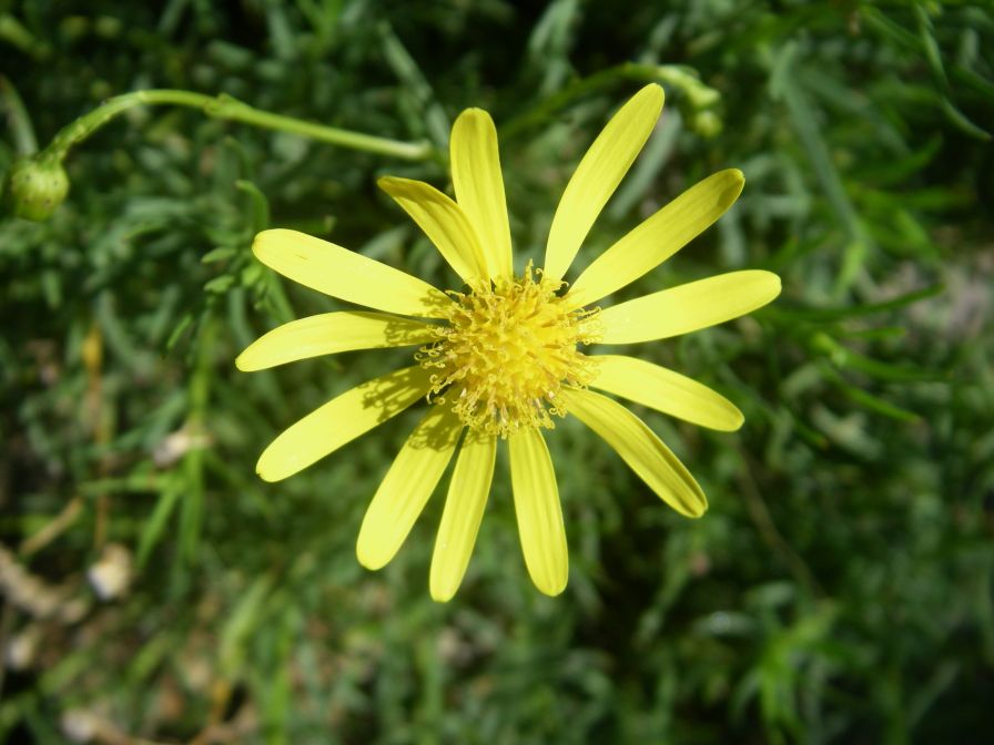 2009-04-18-022-Unknown-yellow-Daisy