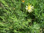 2009-04-18-026-Unknown-yellow-Daisy