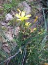 2009-04-18-043-Unknown-Yellow