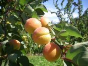 2009-05-28-021-Apricot-Orchard