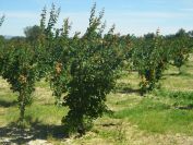 2009-05-28-028-Apricot-Orchards
