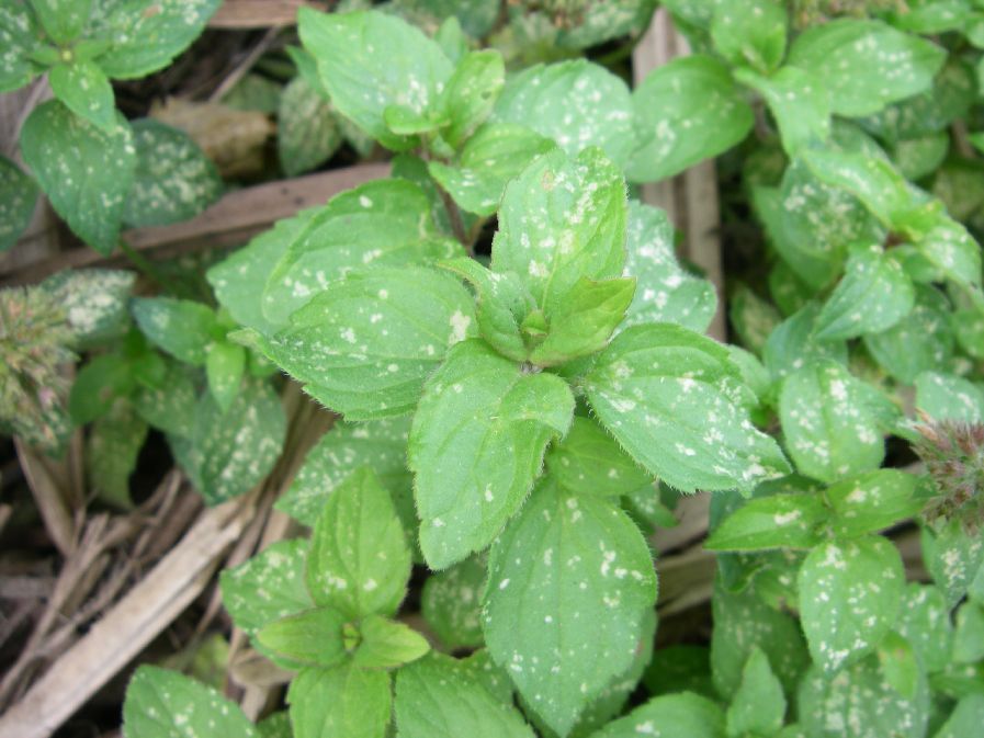 2010-10-24-024-Mint-Peppermint