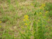 2012-06-07-004-Yellow-Flower-in-Ditch