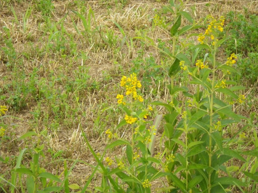 2012-06-07-004-Yellow-Flower-in-Ditch